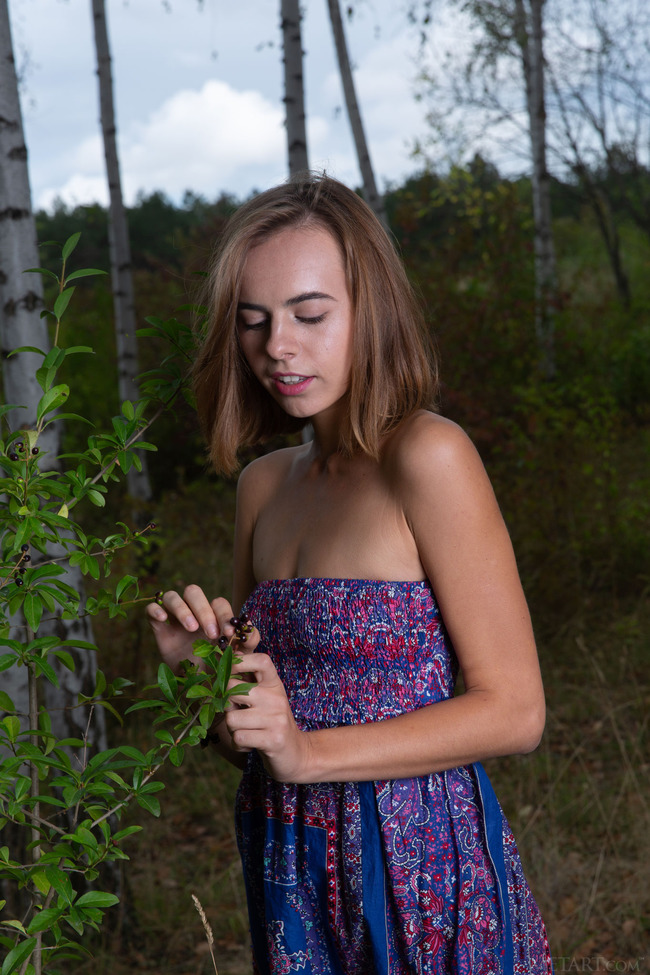 Birch Forest (21/21)